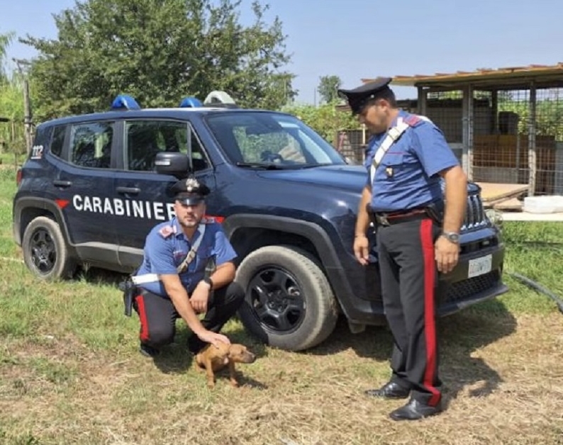 Carabinieri sequestro allevamentocani1